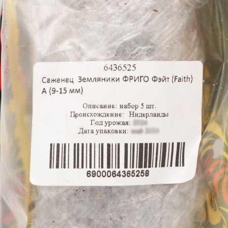 Strawberry seedlings of Frigo Faith (9-15 mm), set 5 pcs-5