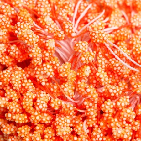 Stamens for flowers "droplets bubble orange" 4x7 mm set 700 pcs length 6.5 cm-2