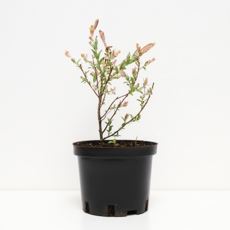 Willow whole-leaved Hakuro-nishiki, C2 pot, H10-50 height, 1 pc, summer 2024-1