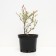 Willow whole-leaved Hakuro-nishiki, C2 pot, H10-50 height, 1 pc, summer 2024