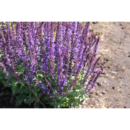 Salvia Dubravnaya (sage) Merlo BLLU, I river, 1 pc, 30-40 h (cm), autumn 2024