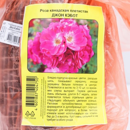 Seedling rose Canadian Plesy "John Cabot", tube, 1 pc, spring 2025-2