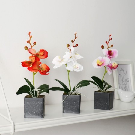 The composition in the pot "Orchid" 6x23 cm, mix-3
