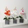 The composition in the pot "Orchid" 6x23 cm, mix