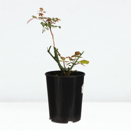 Saphenet Rosa "Med Summer", pot C4, Summer 2024-3