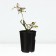 Saphenet Rosa "Med Summer", pot C4, Summer 2024