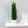 Bonsai in the pot "Tui slim" 10x40 cm, h pot 9 cm