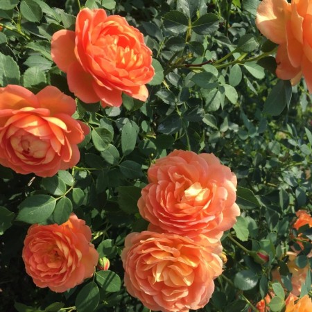 Seedling rose "Lady of Shalot", tube, spring 2025
