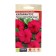 Seeds of flowers Catarantus "Warm Wave", Burgundy, 7 pcs.
