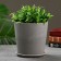 Flower pot "Clivia" graphite, 1.8l