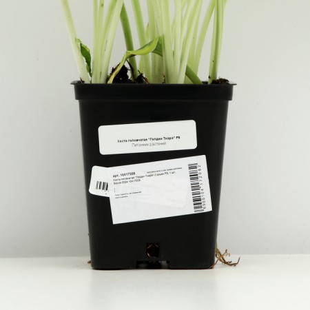 Host -headed "Golden Tiara", P9 pot, 1 pc, spring 2024-3