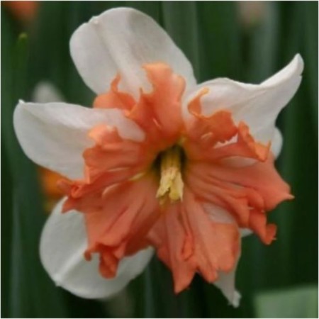 Narcissus with a split crown of Apple Pai, 12/15 rr, 3 pcs, 40 h (cm), autumn 2024