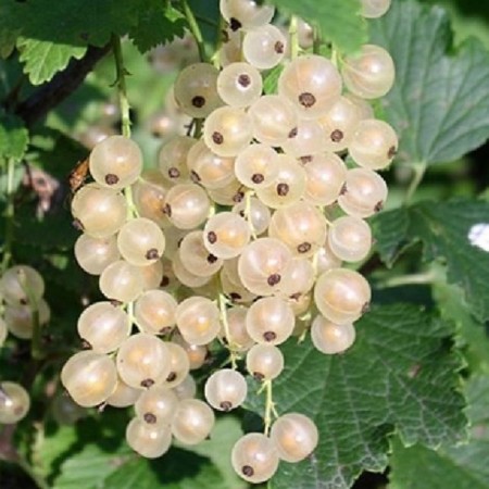 Currants Belaya Smolyaninovskaya, C2 pot, H20-40 Height, 1 pc, summer 2024