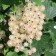 Currants Belaya Smolyaninovskaya, C2 pot, H20-40 Height, 1 pc, summer 2024