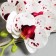 Artificial flowers "Extra Galant orchid" 60 cm D-8 cm, white-lilac