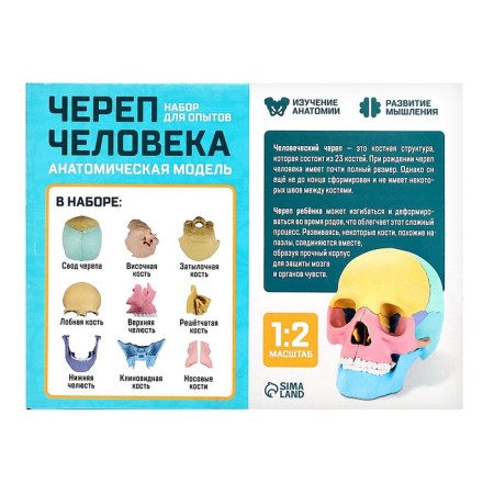 Set for experiments "Human Skull", anatomical model-13