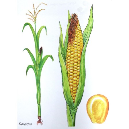 Cereals in pictures-3