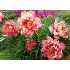 PION of the Hybrid Julia Rose, C3.5 pot, 1 pc, summer 2024