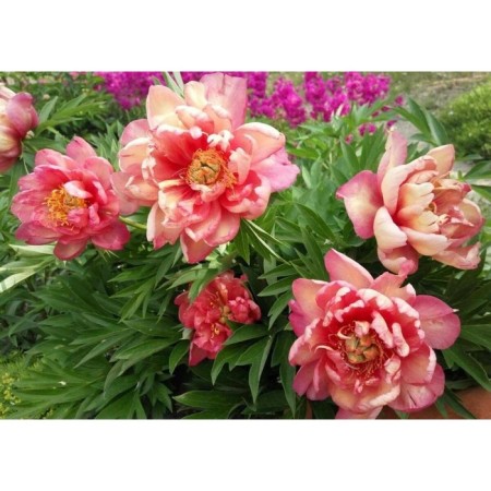 PION of the Hybrid Julia Rose, C3.5 pot, 1 pc, summer 2024