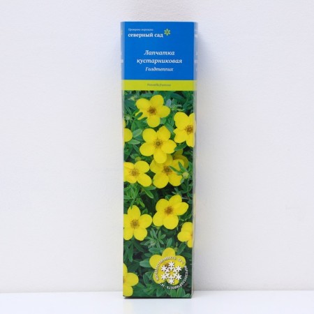 Lapceta shrubby (series Northern Garden) "Goldteppicha", 1 pc, tube, spring 2025