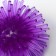 Needle, soft, 5 cm, purple ball