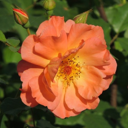 Seedling rose Westerland, Shrab-Rosa, pot 2 l., Summer 2024
