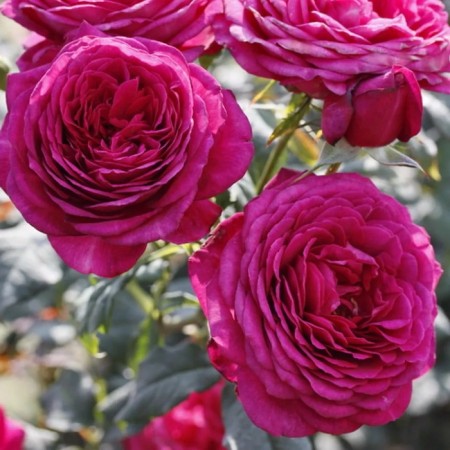 Sahenian Rose "Johann Wolfgang von Goethe", Tuba, Spring 2025