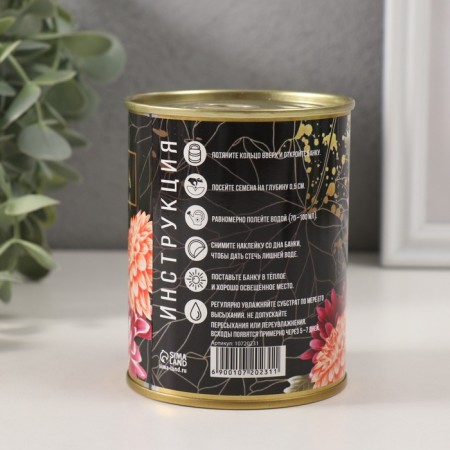 Growing grass "Chrysanthemum"-3