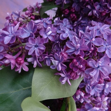 Sahenian Glass Ordinary "Violetta", P9 pot, Summer 2024