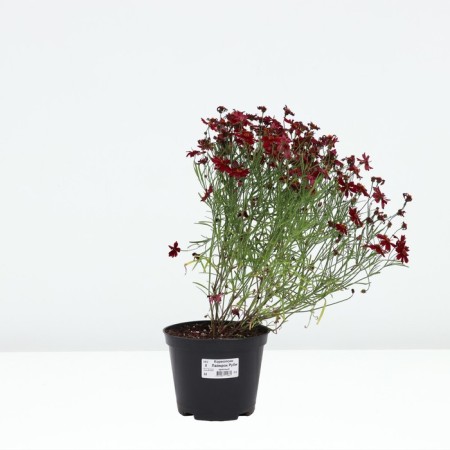 Coreopsis Limrok Rubi, pot C2, 1 pc, summer 2024-2