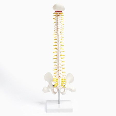 Ladmer's model "Human spine" 44*12cm-10