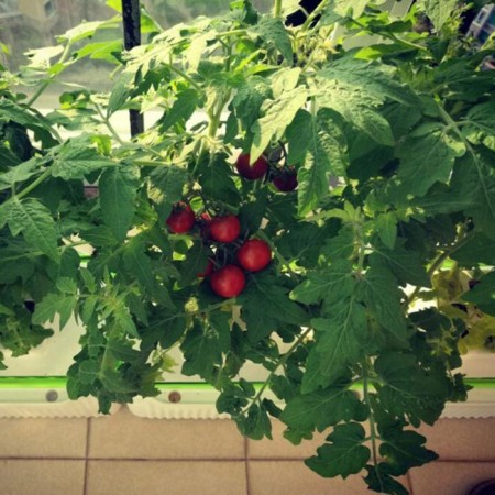 Hydroponic installation, 8 cells, hobbyfarm-5