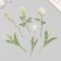 Plastic stickers "Flowers and quotes. White" set 12 pcs 8.5x21.5x0.2 cm