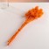 Set of dried flowers "Brush", banch 7-8 pcs, length 50 (+/- 6 cm), orange