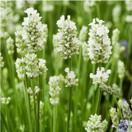 Lavender narrow -leaved alba, c3 pot, 1 pc, summer 2024