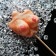 Caramel on the stick "Baby Cande", breasts, 40 g