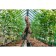 Watering can, 8 l, with a diffuser, galvanized, nose d = 25 mm