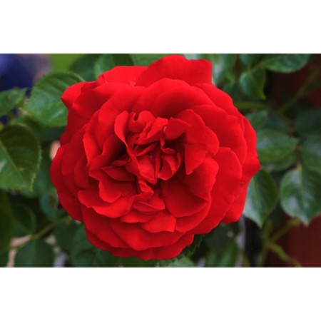Jakuza rose seedling, 1 pc, spring 2024