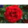 Jakuza rose seedling, 1 pc, spring 2024