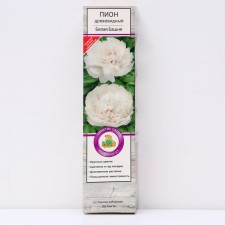 Pion tree peony (vaccinated on grassy) 