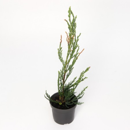 Juniper Rock "Skyroacroit", P9, 1pc, h 3-20 cm, summer 2024-3