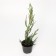 Juniper Rock "Skyroacroit", P9, 1pc, h 3-20 cm, summer 2024