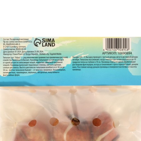 Tulipa AD Rem, river 11/12, 5pcs, autumn 2024-2