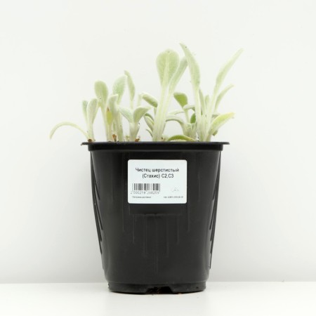 Wool cleaner (stachis), pot C3, 1 pc, spring 2024-2