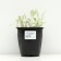 Wool cleaner (stachis), pot C3, 1 pc, spring 2024