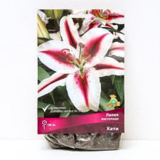East Hati lilies, 14/16 rr, 2 pcs. 100 h (cm), autumn 2024