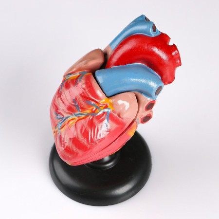 Matcage "Human Heart" 14*10cm-2