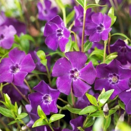 Barvinok small atropurpurea, C1.5 pot, 1 pc, summer 2024