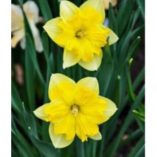Narcissus with Changerell's split crown, 12/14 rr, 5 pcs, 30 h (cm), autumn 2024