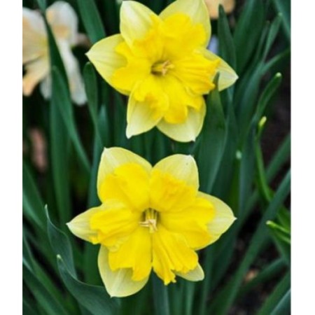 Narcissus with Changerell's split crown, 12/14 rr, 5 pcs, 30 h (cm), autumn 2024